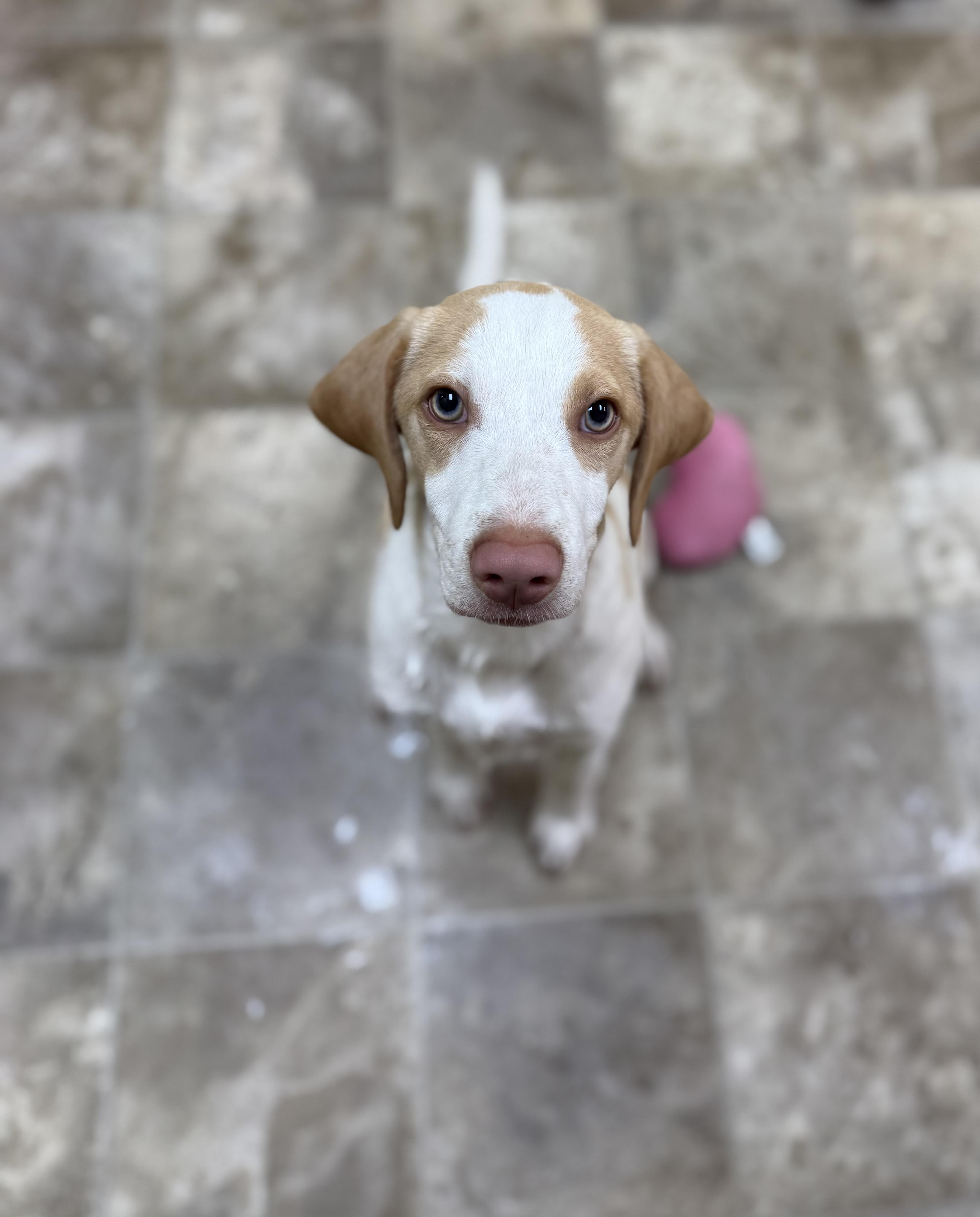 Tyler, a Adoptable mixed breed in Hiawatha, KS image 5/5