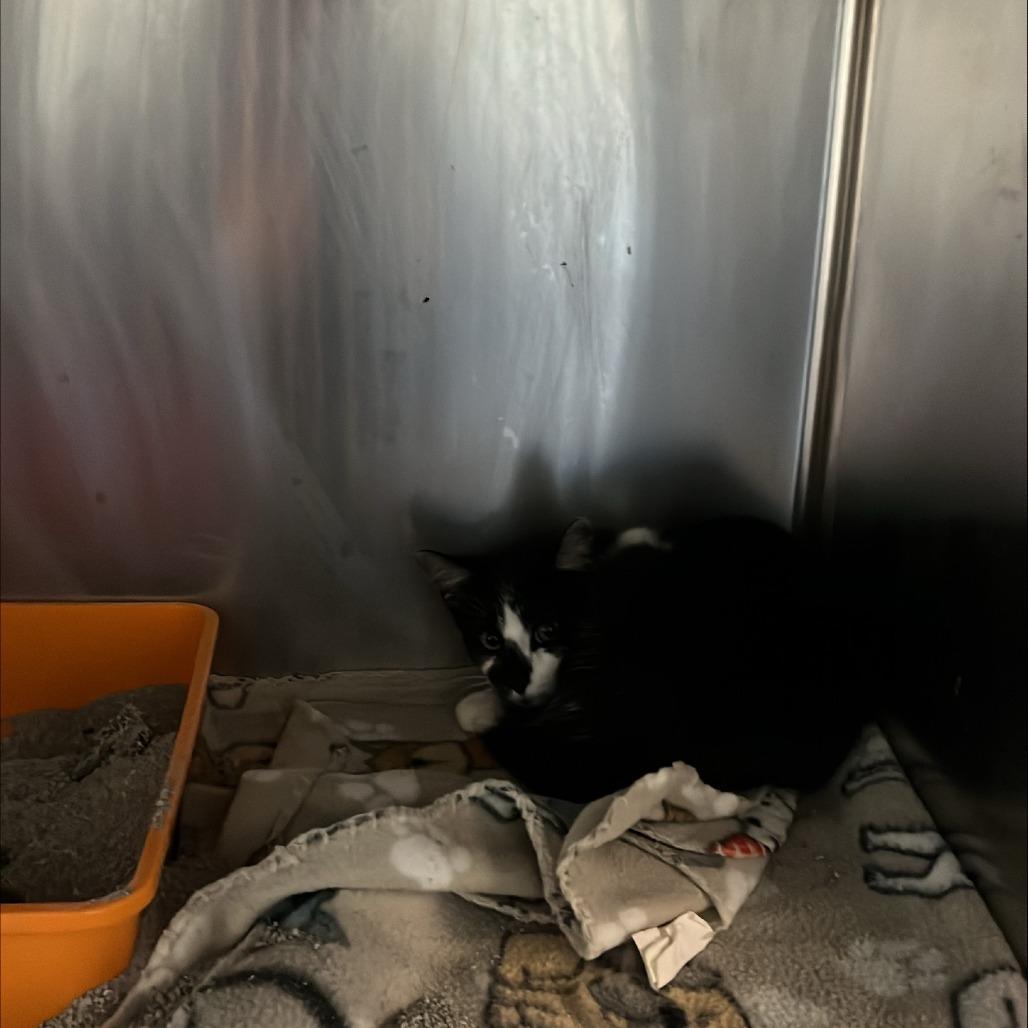 Enlarge Hidie, a Adoptable Domestic Short Hair in Richmond Hill, GA image 1/1