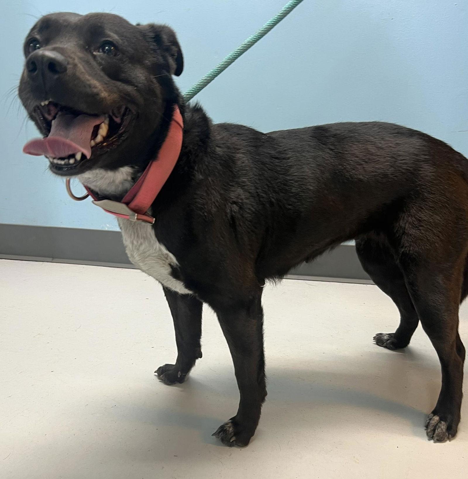 Boo, Adoptable, Adult Female Rottweiler & Shepherd.