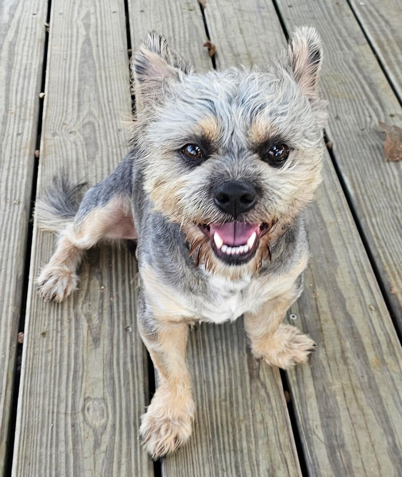 Enlarge BARLEY, a Adoptable mixed breed in Brattleboro, VT image 2/6