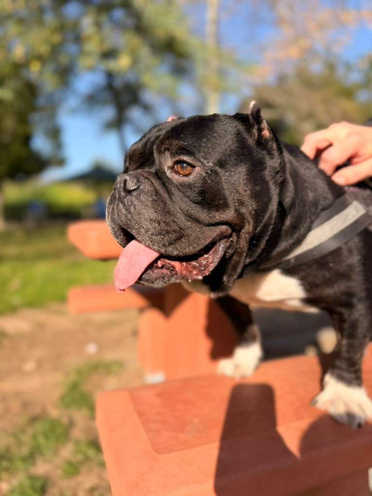 Enlarge Dumpling, a ADOPTABLE American Bulldog in Los Angeles, CA image 5/6