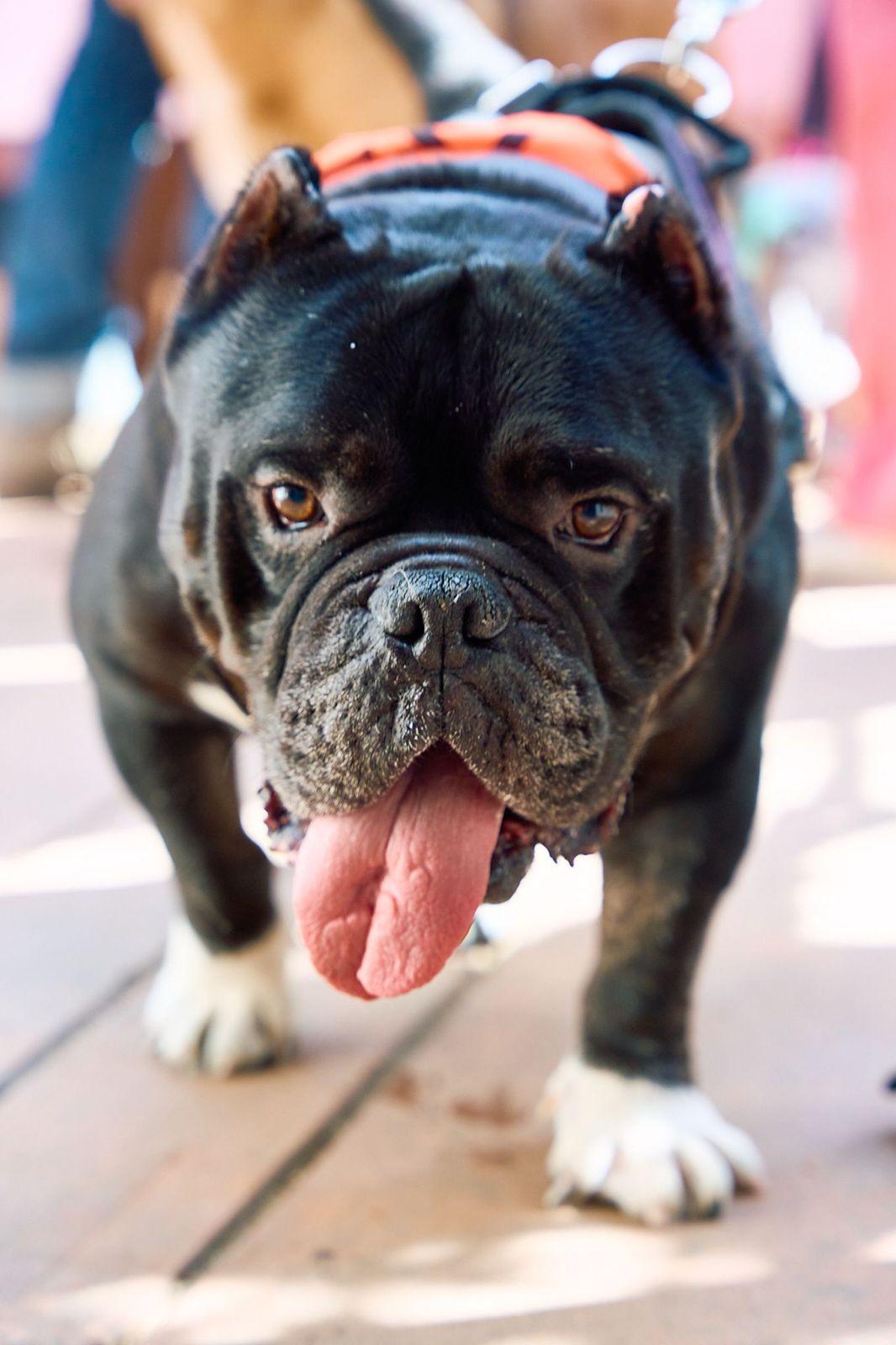 Enlarge Dumpling, a ADOPTABLE American Bulldog in Los Angeles, CA image 2/6