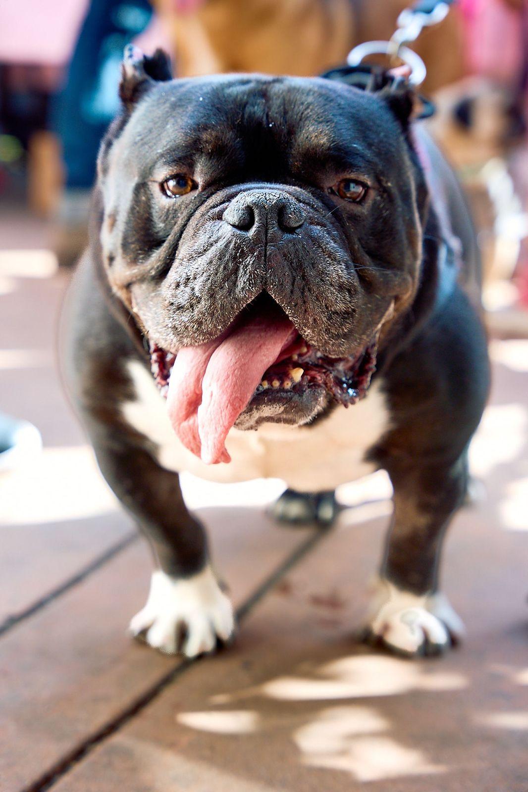 Enlarge Dumpling, a ADOPTABLE American Bulldog in Los Angeles, CA image 1/6
