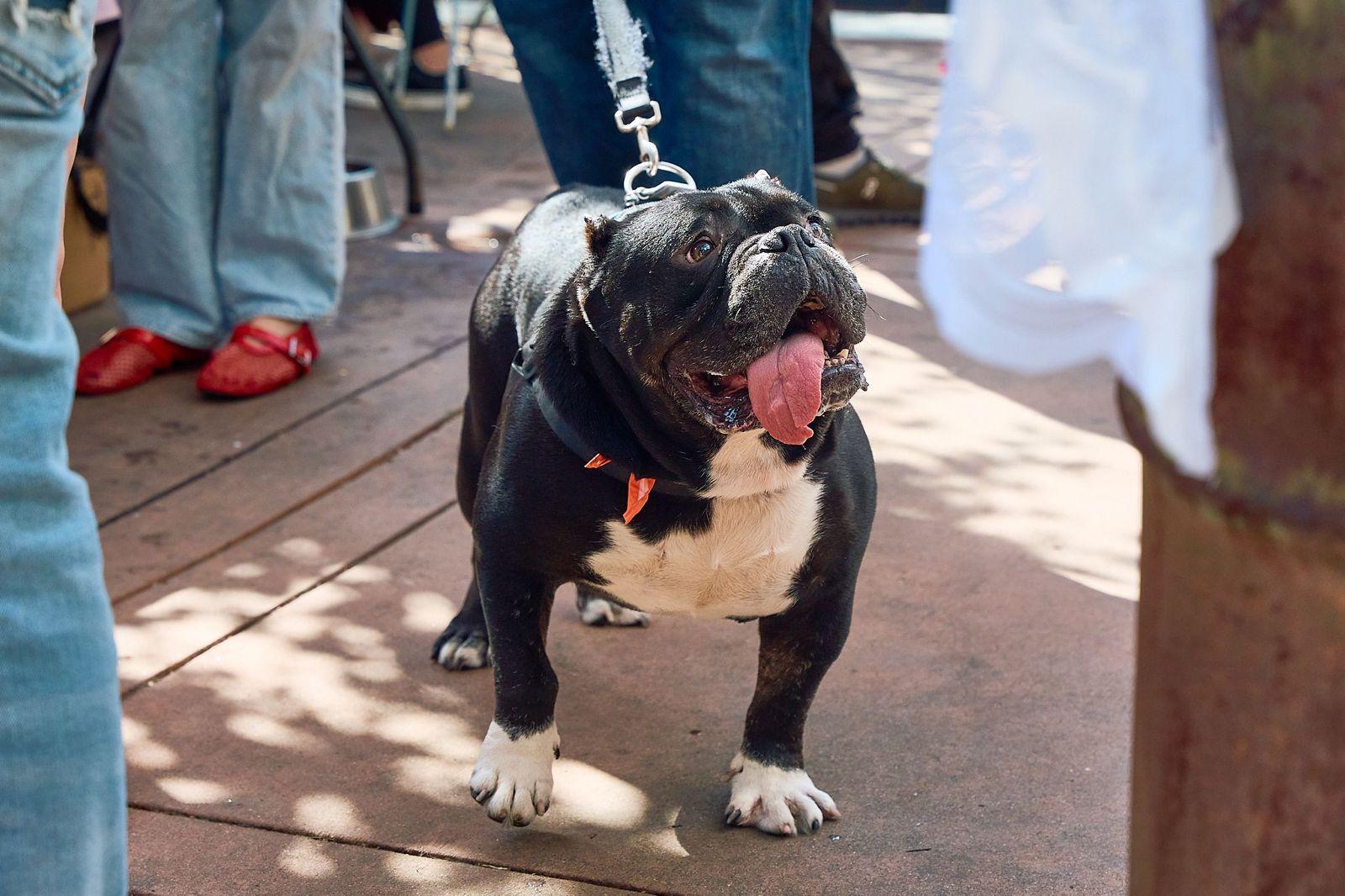 Enlarge Dumpling, a ADOPTABLE American Bulldog in Los Angeles, CA image 3/6