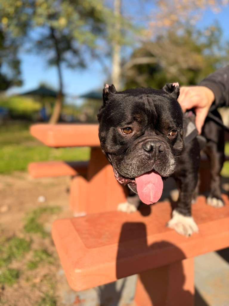 Enlarge Dumpling, a ADOPTABLE American Bulldog in Los Angeles, CA image 4/6