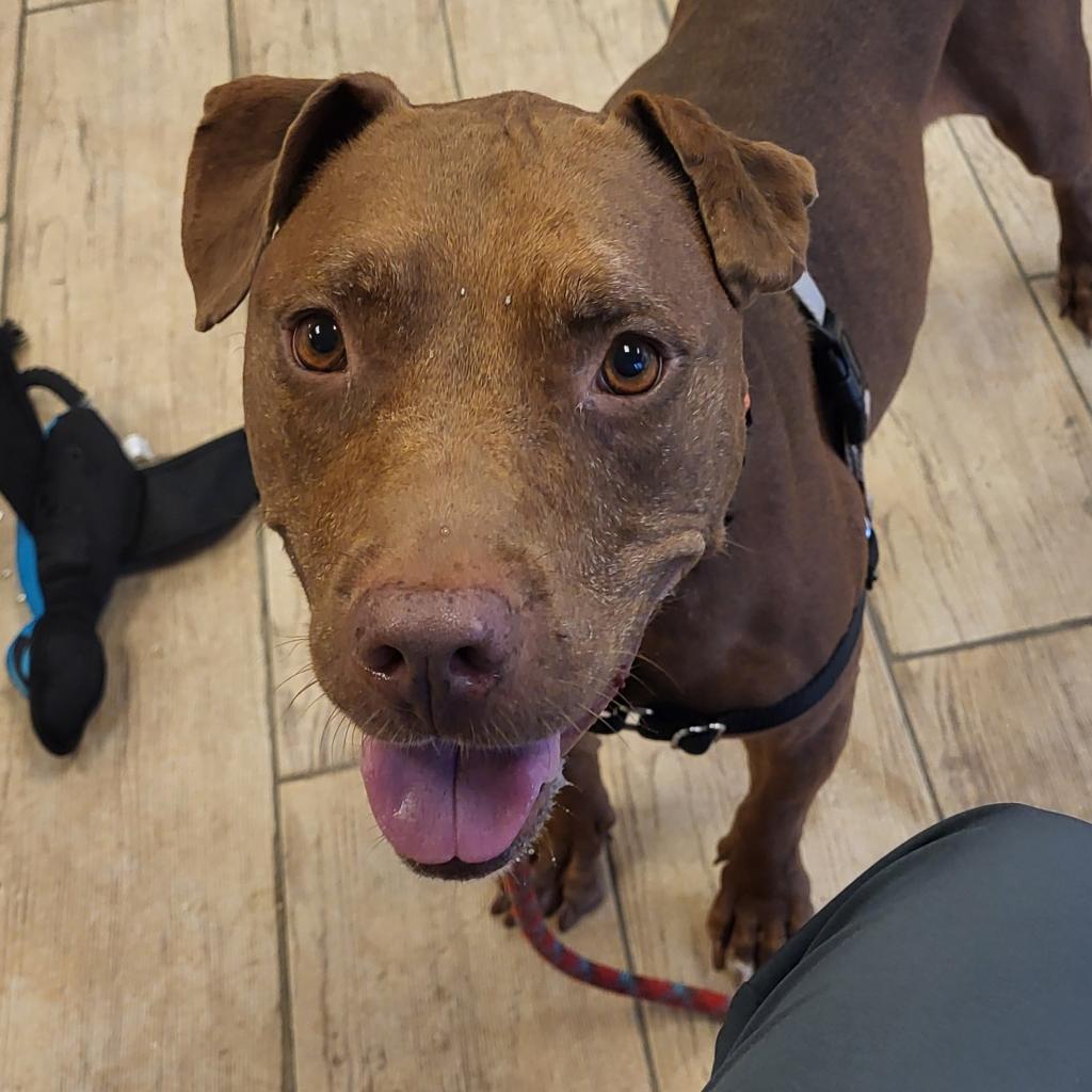 Soho, a Adoptable Mixed Breed in Lakeland, FL image 2/5