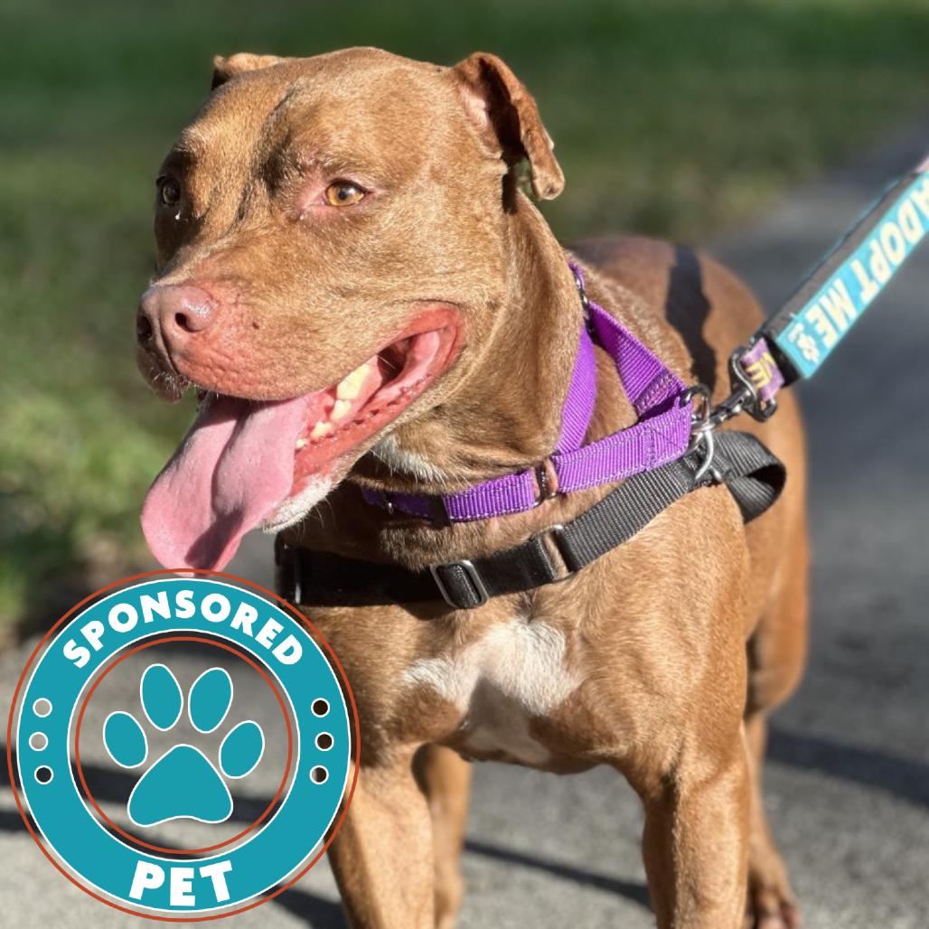 Soho, a Adoptable Mixed Breed in Lakeland, FL image 3/5