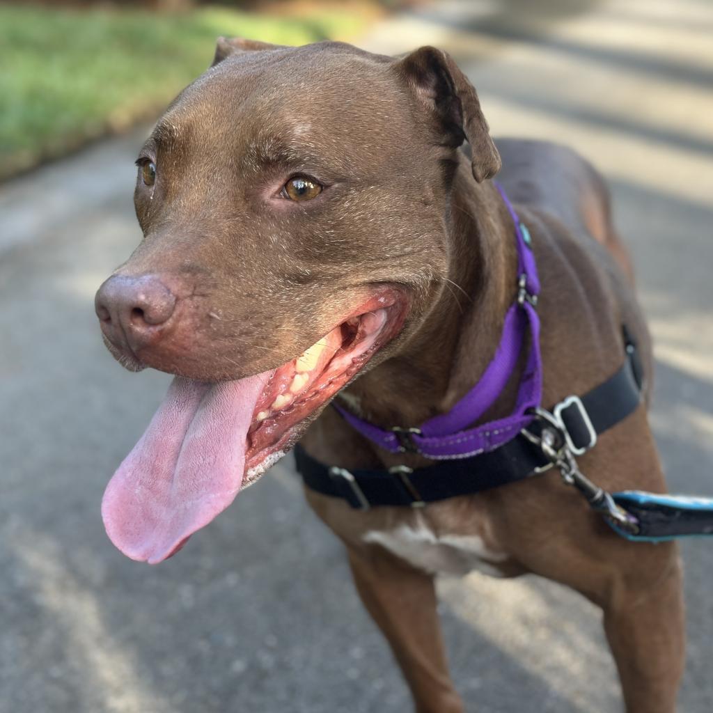 Soho, a Adoptable Mixed Breed in Lakeland, FL image 4/5
