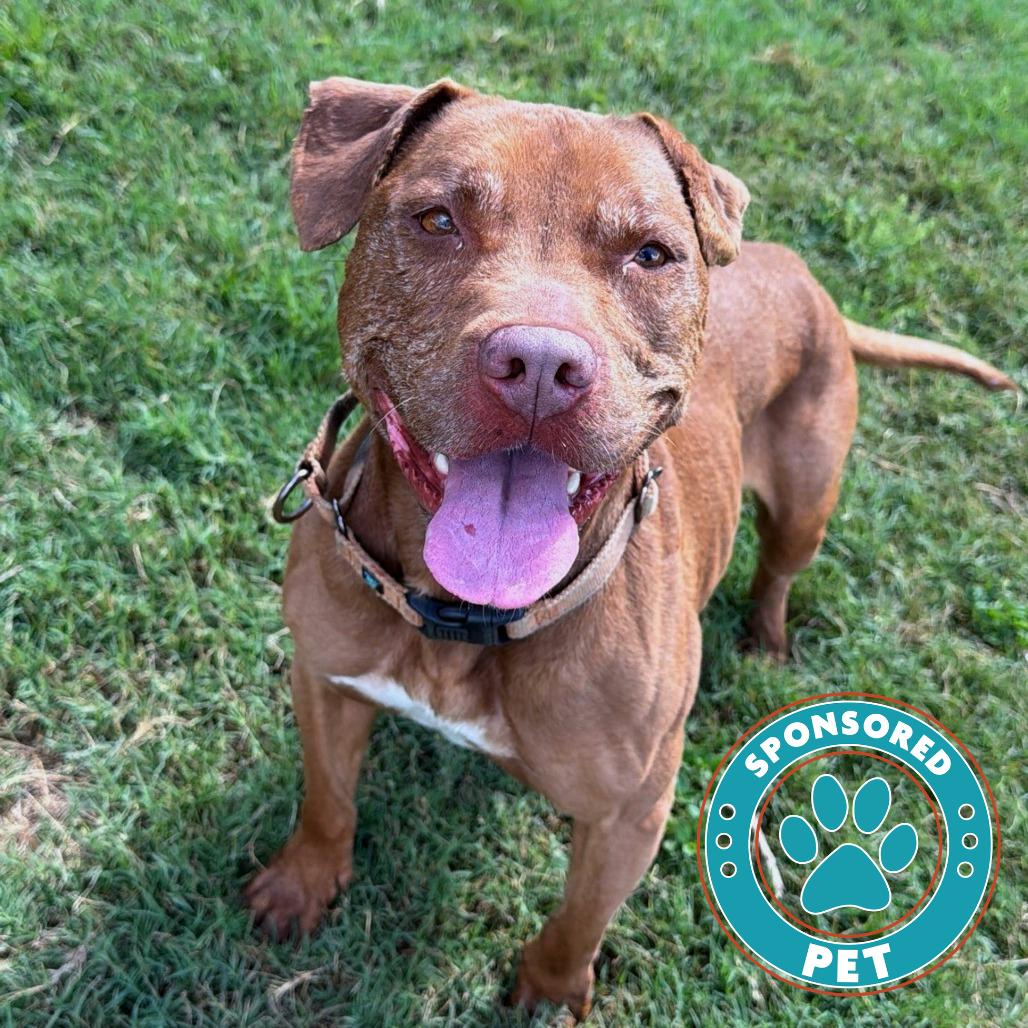 Enlarge Soho, a Adoptable Mixed Breed in Lakeland, FL image 3/6