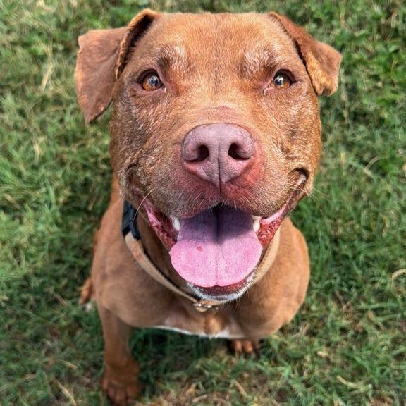 Enlarge Soho, a Adoptable Mixed Breed in Lakeland, FL image 4/6