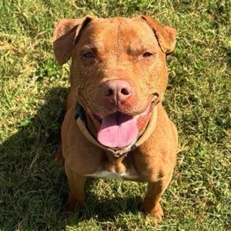 Enlarge Soho, a Adoptable Mixed Breed in Lakeland, FL image 5/6