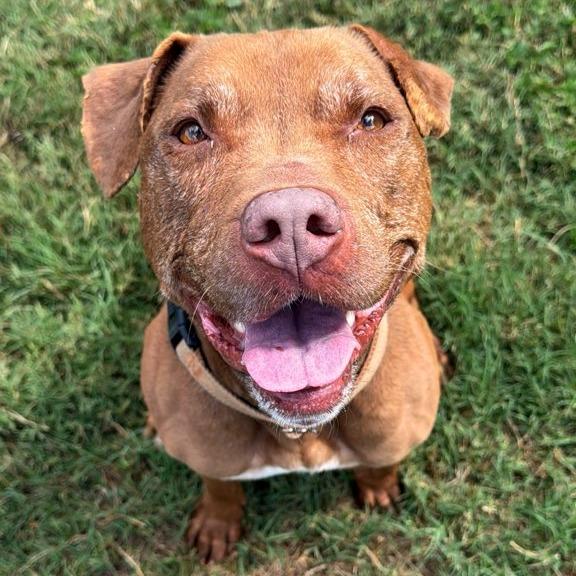 Enlarge Soho, a Adoptable Mixed Breed in Lakeland, FL image 6/6