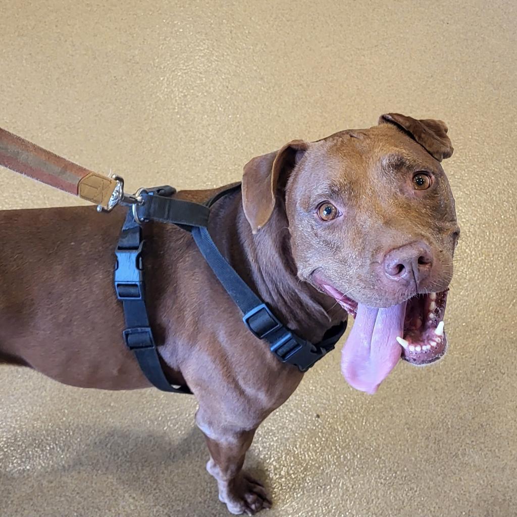 Soho, a Adoptable Mixed Breed in Lakeland, FL image 5/5