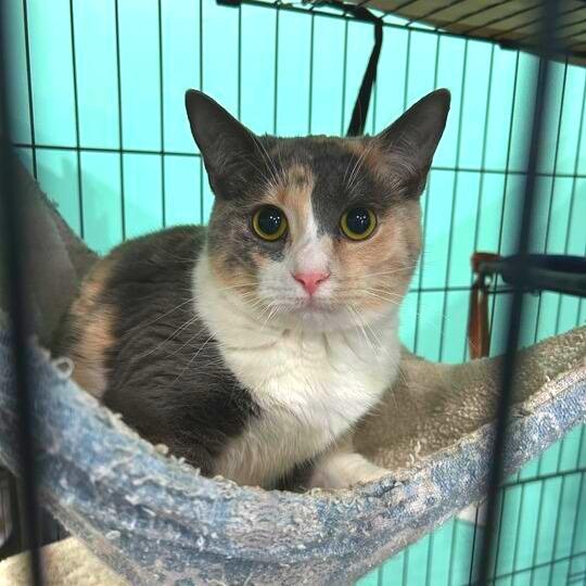 Enlarge Candy Cane, a Adoptable Domestic Short Hair in Marion, VA image 1/5