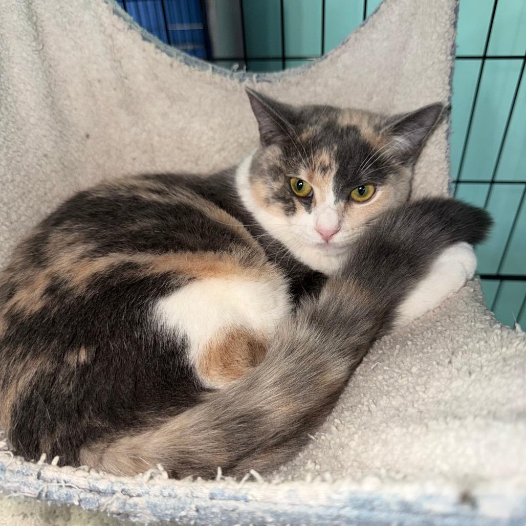 Enlarge Candy Cane, a Adoptable Domestic Short Hair in Marion, VA image 3/5