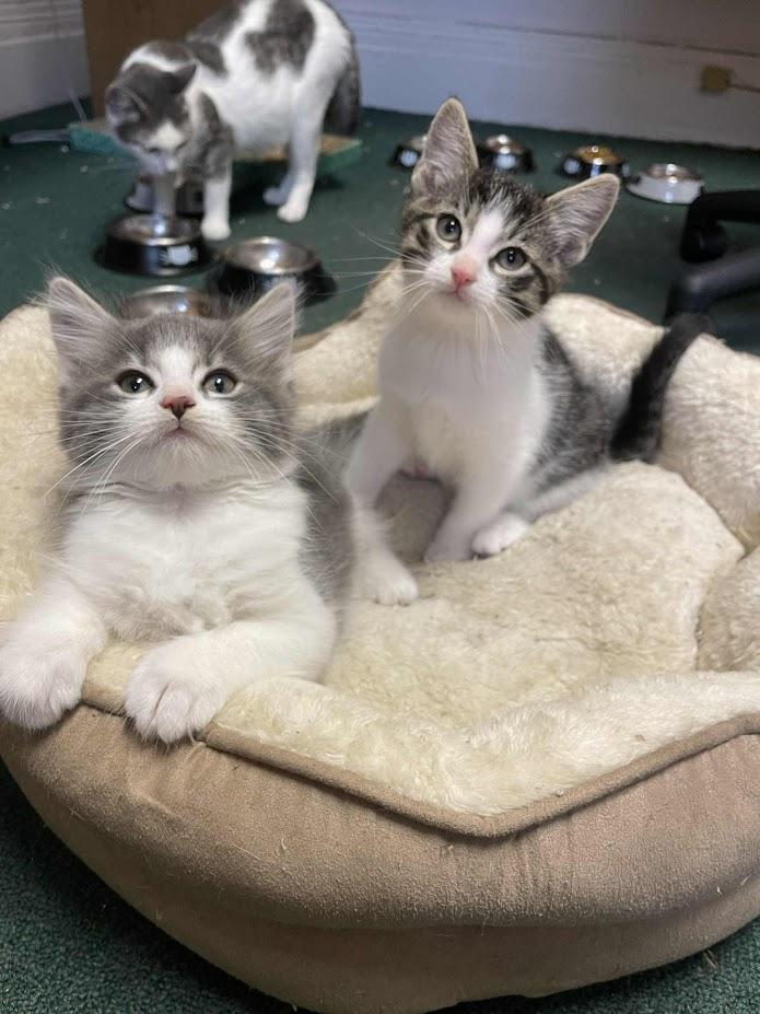 Enlarge Toffee, a Adoptable Domestic Short Hair in Penfield, NY image 3/5