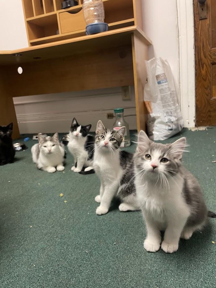 Enlarge Toffee, a Adoptable Domestic Short Hair in Penfield, NY image 4/5