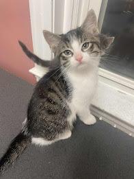 Enlarge Toffee, a Adoptable Domestic Short Hair in Penfield, NY image 2/5