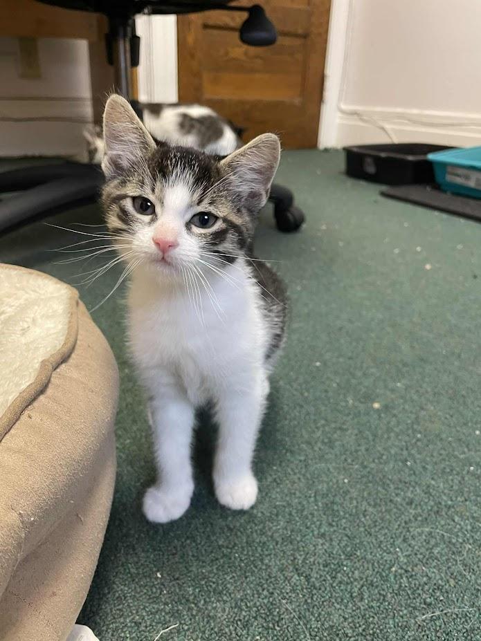 Enlarge Toffee, a Adoptable Domestic Short Hair in Penfield, NY image 5/5