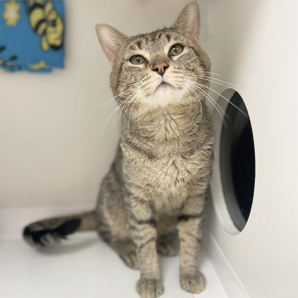 Chunky, Adoptable, Adult Male Domestic Short Hair.
