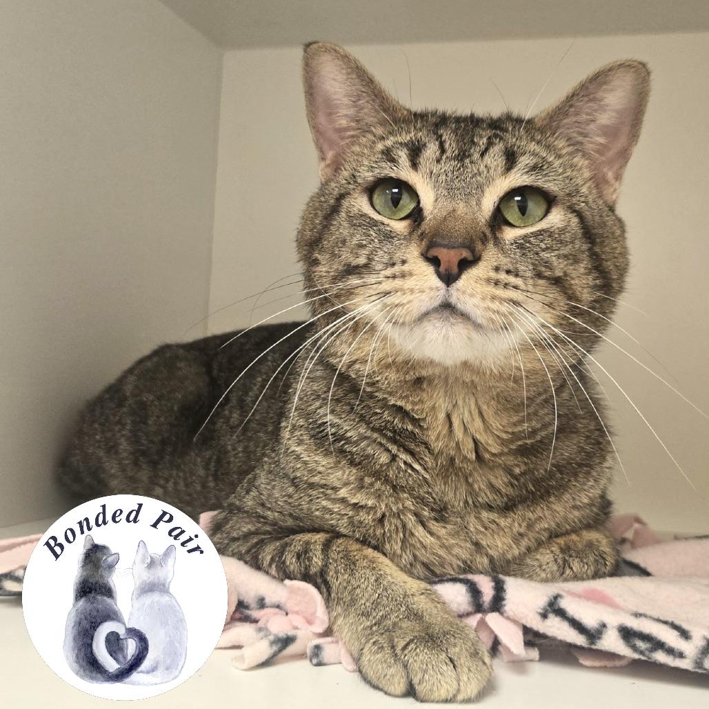 Enlarge Chunky, a Adoptable Domestic Short Hair in Champaign, IL image 2/6