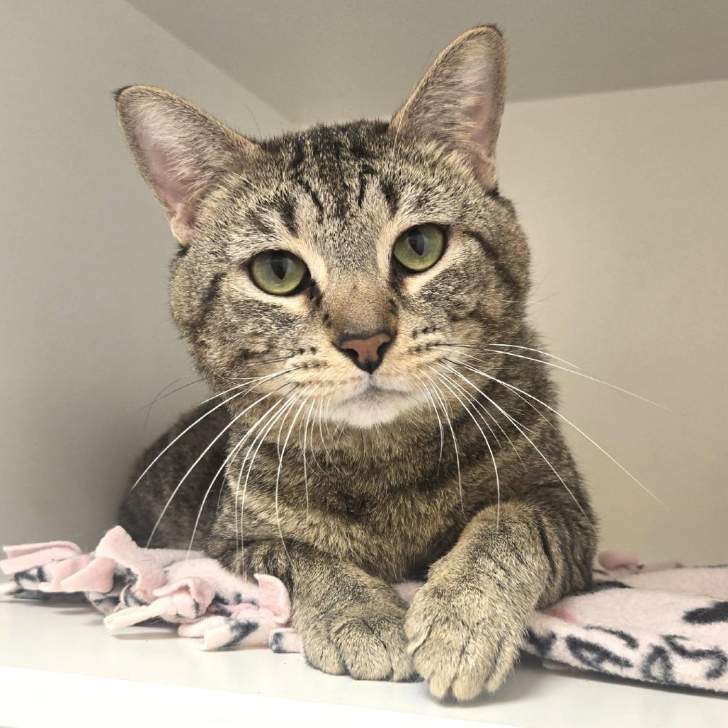 Enlarge Chunky, a Adoptable Domestic Short Hair in Champaign, IL image 3/6