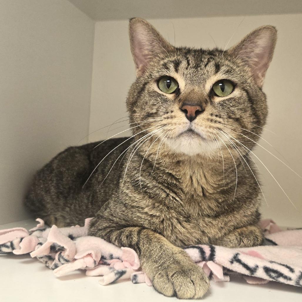 Enlarge Chunky, a Adoptable Domestic Short Hair in Champaign, IL image 4/6