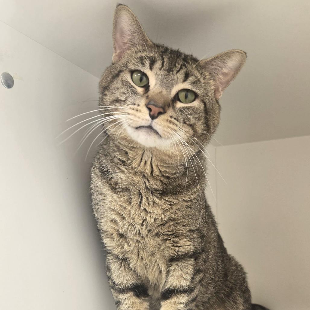 Enlarge Chunky, a Adoptable Domestic Short Hair in Champaign, IL image 5/6