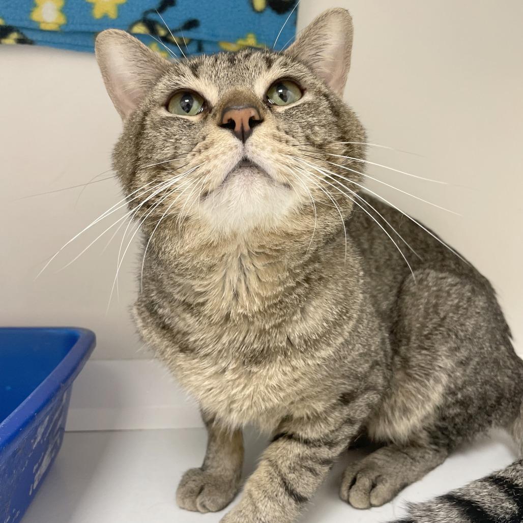 Enlarge Chunky, a Adoptable Domestic Short Hair in Champaign, IL image 6/6