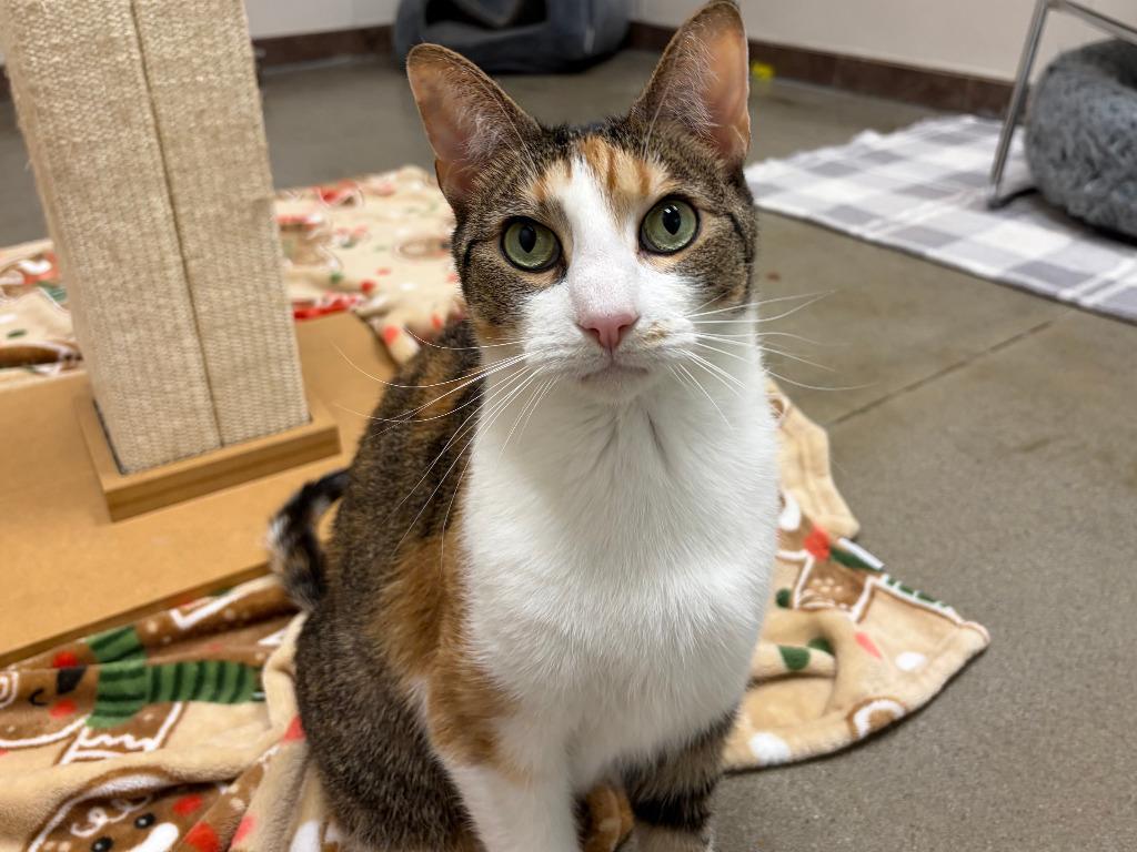 Becky, Adopted, Adult Female Calico & Domestic Short Hair.
