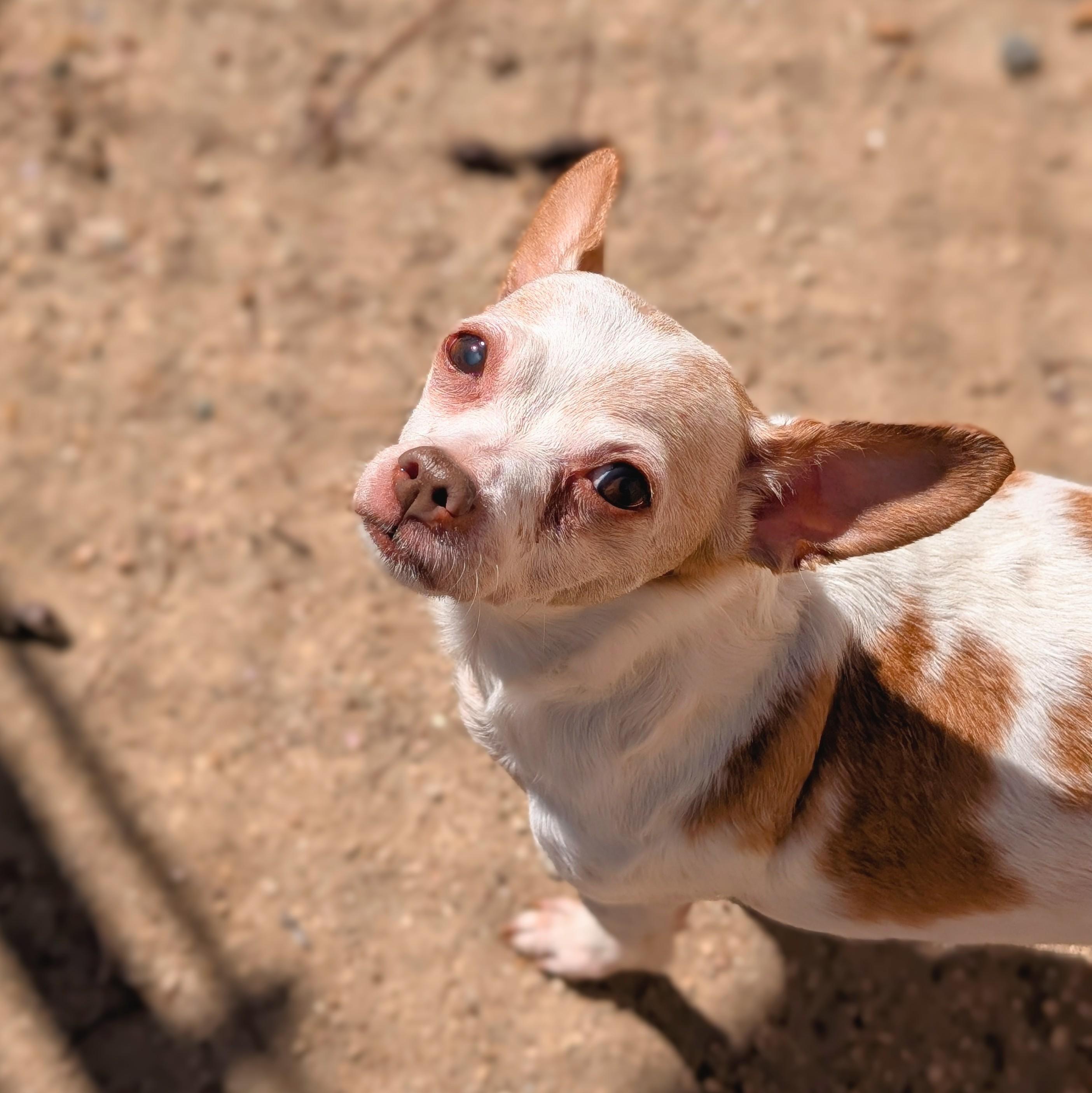 Enlarge Elle, a ADOPTABLE mixed breed in Mountain Center, CA image 1/2