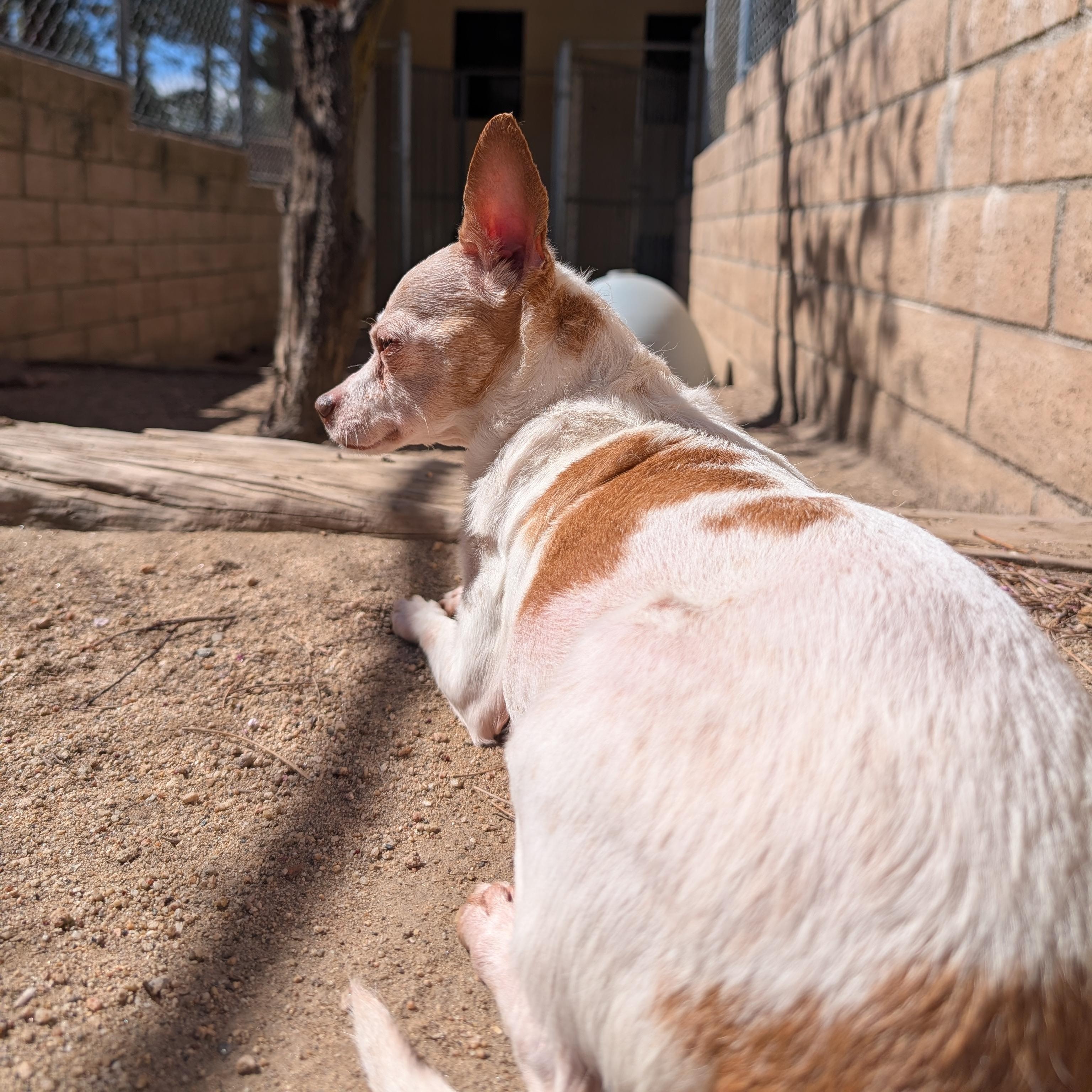 Enlarge Elle, a ADOPTABLE mixed breed in Mountain Center, CA image 2/2