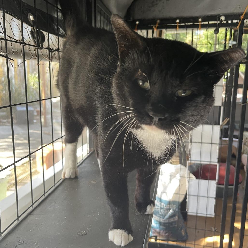 Catch, Adoptable, Adult Male Domestic Short Hair.