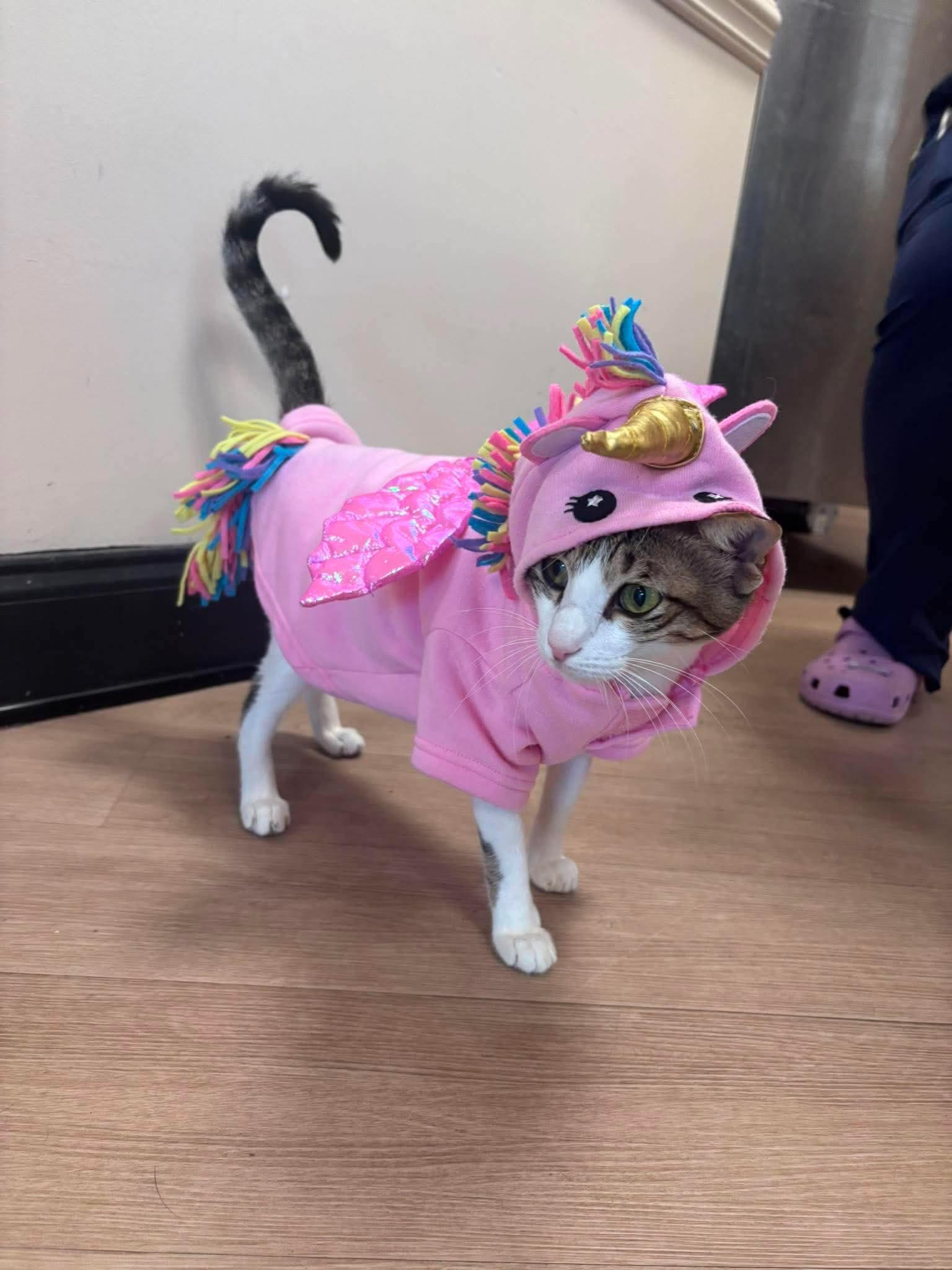 Sky , ADOPTABLE, Adult Female Egyptian Mau.