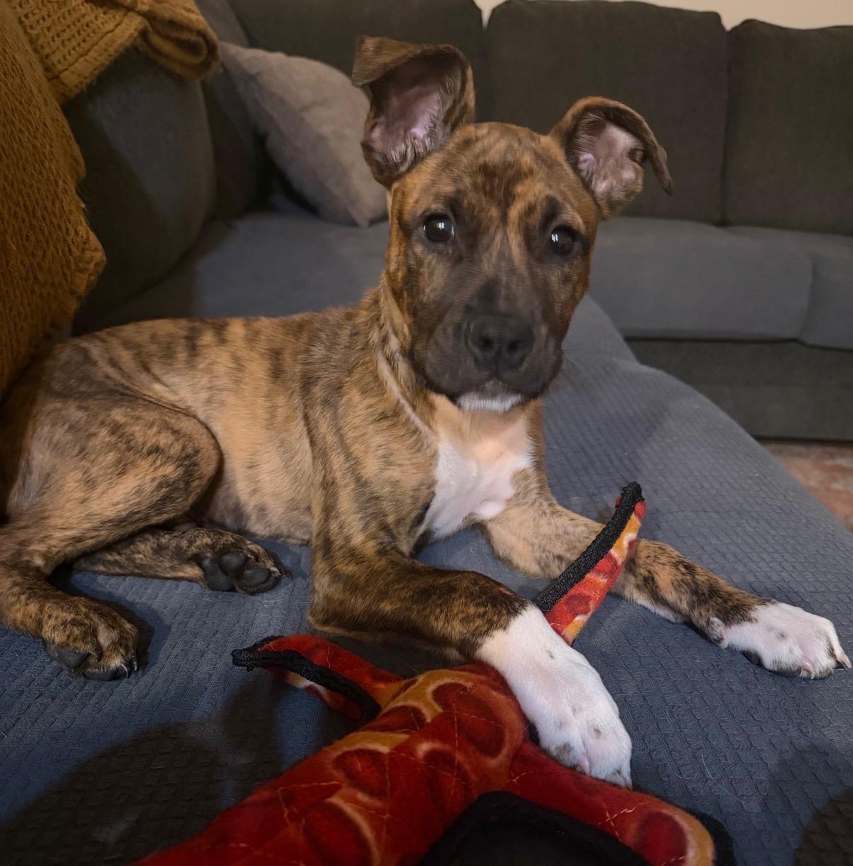Enlarge Gizmo, a Adoptable mixed breed in Cornelius, NC image 2/5