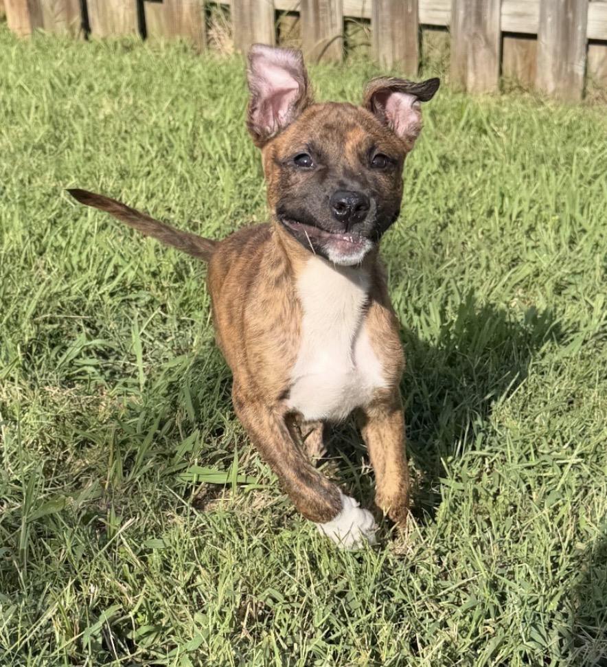 Enlarge Gizmo, a Adoptable mixed breed in Cornelius, NC image 5/5