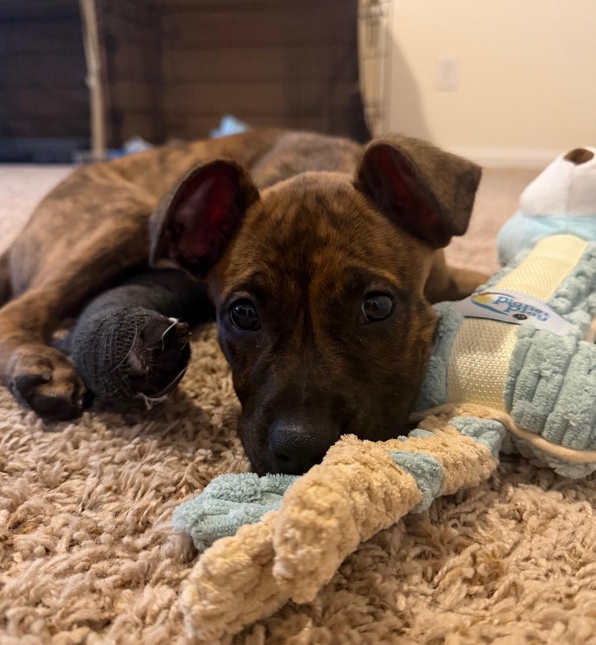 Enlarge Gizmo, a Adoptable mixed breed in Cornelius, NC image 3/5