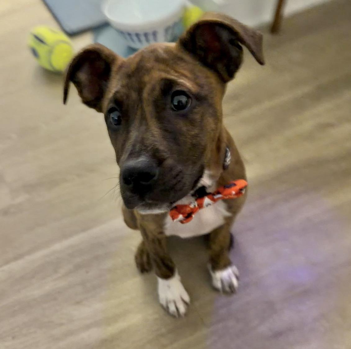 Enlarge Gizmo, a Adoptable mixed breed in Cornelius, NC image 4/5
