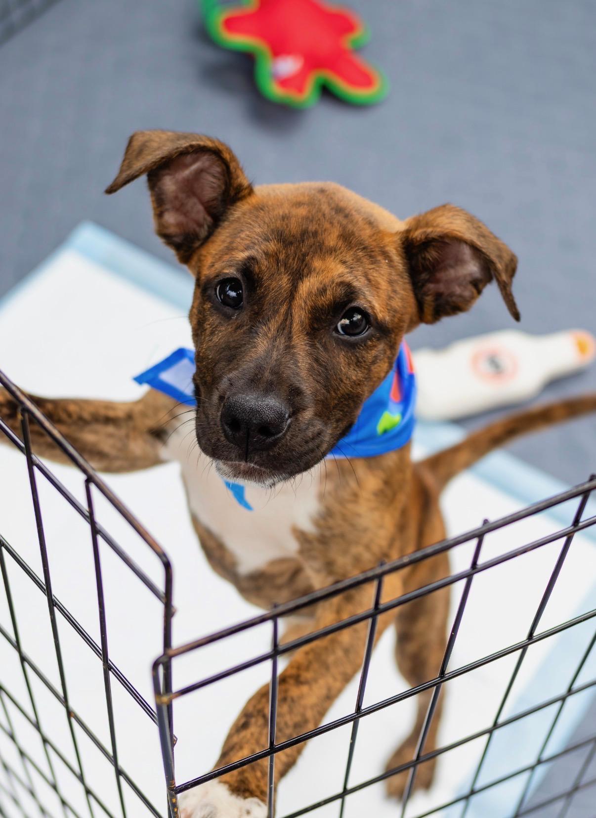 Enlarge Gizmo, a Adoptable mixed breed in Cornelius, NC image 1/5