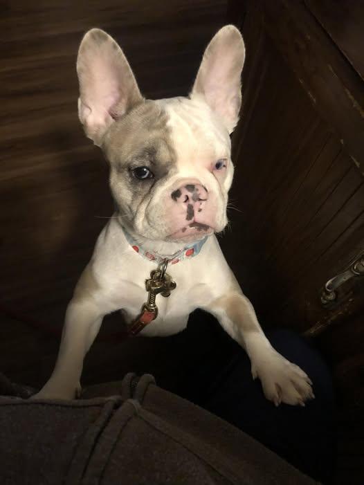 Enlarge Miss Maggie, an adopted French Bulldog in Matthews, NC image 1/1