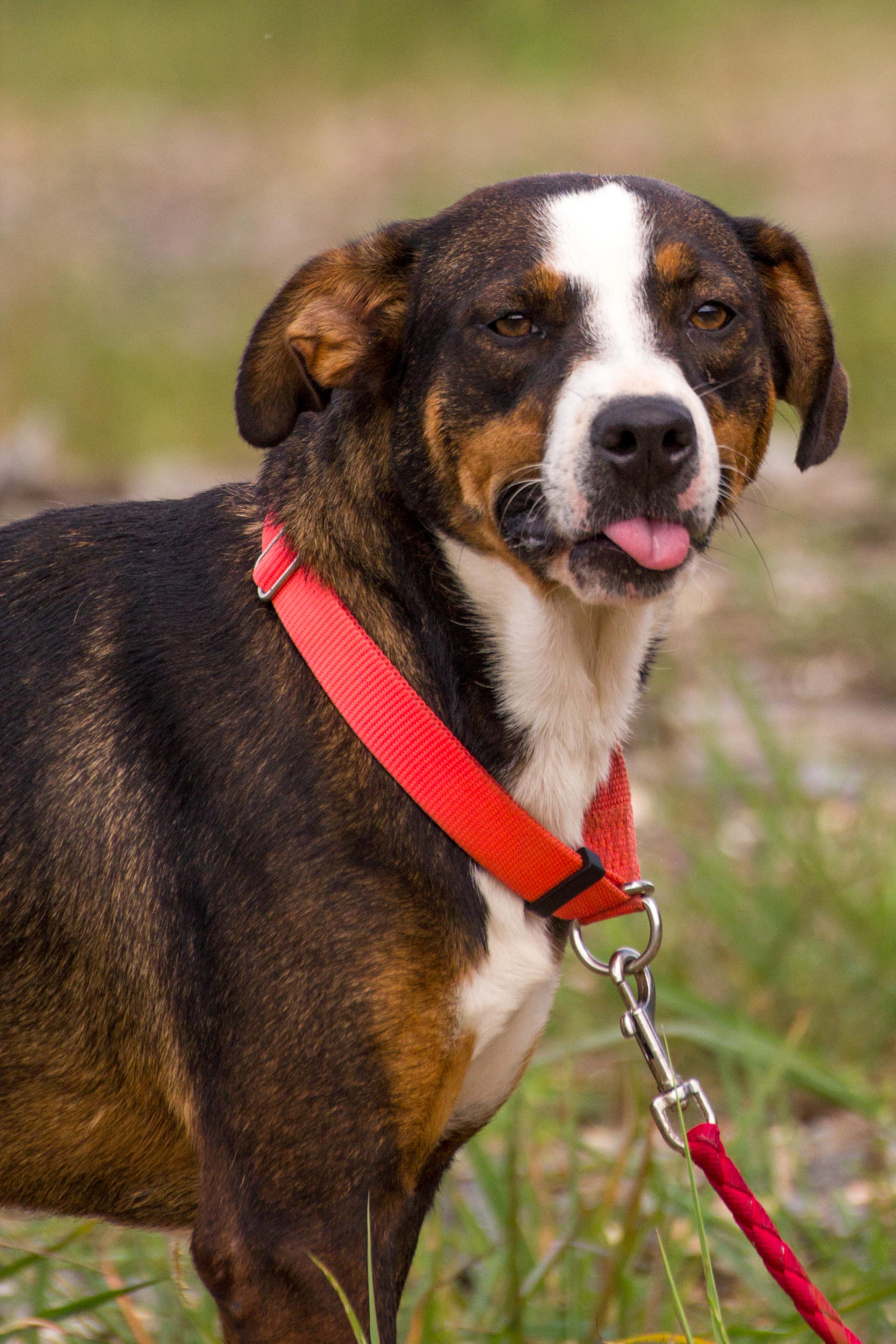 Snickers, a Adopted mixed breed in Marshall, AR image 1/4