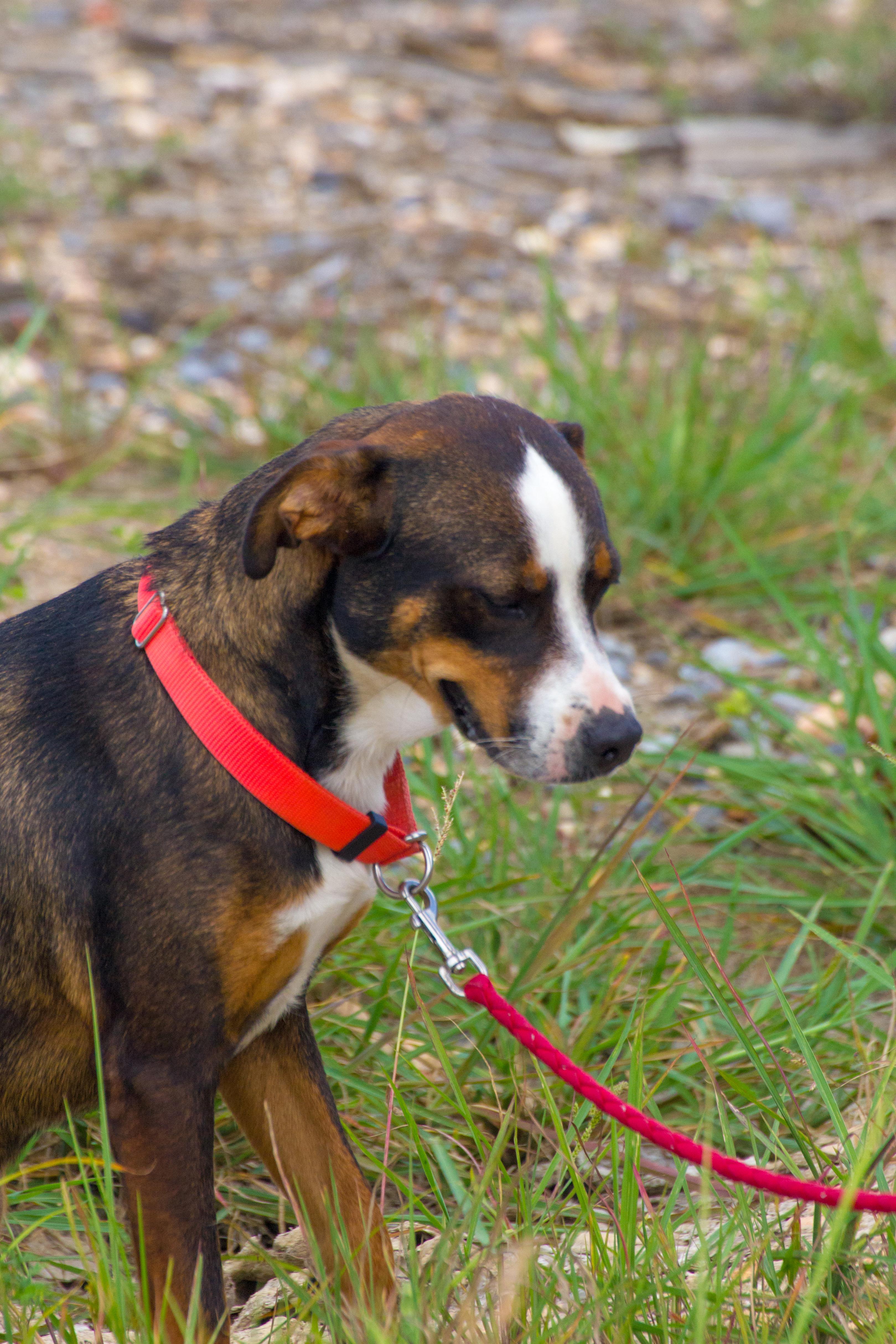 Snickers, a Adopted mixed breed in Marshall, AR image 2/4