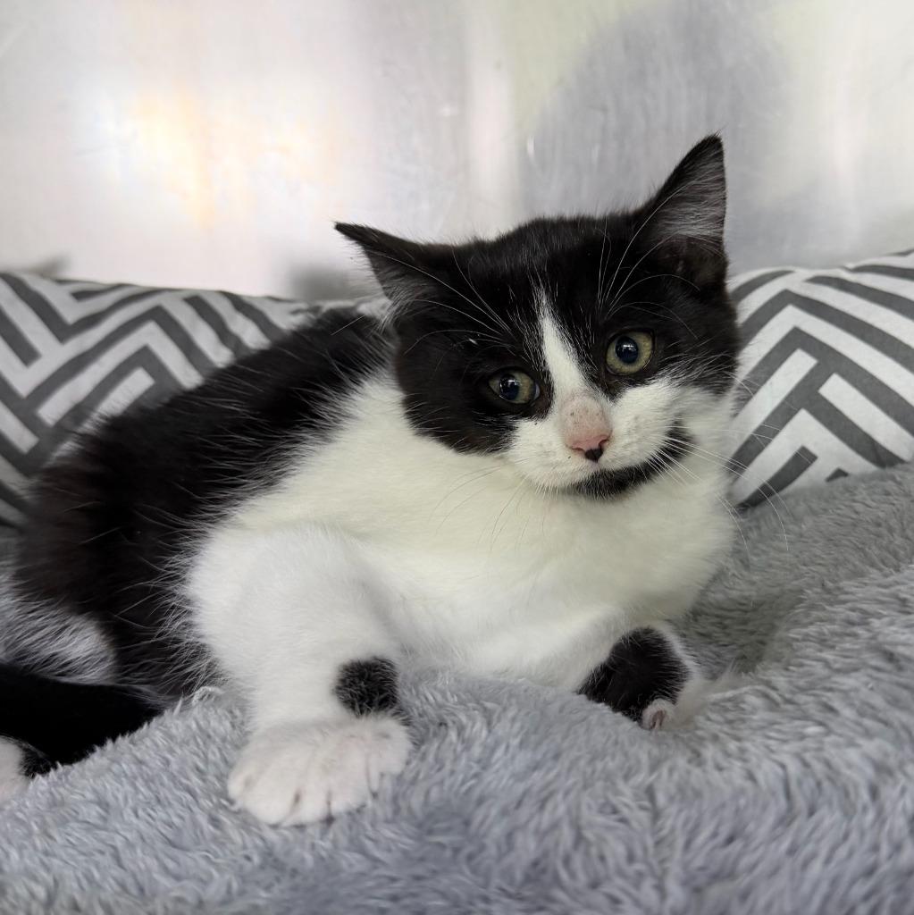 Enlarge Cayenne, a Adoptable mixed breed in Lagrange, IN image 1/1