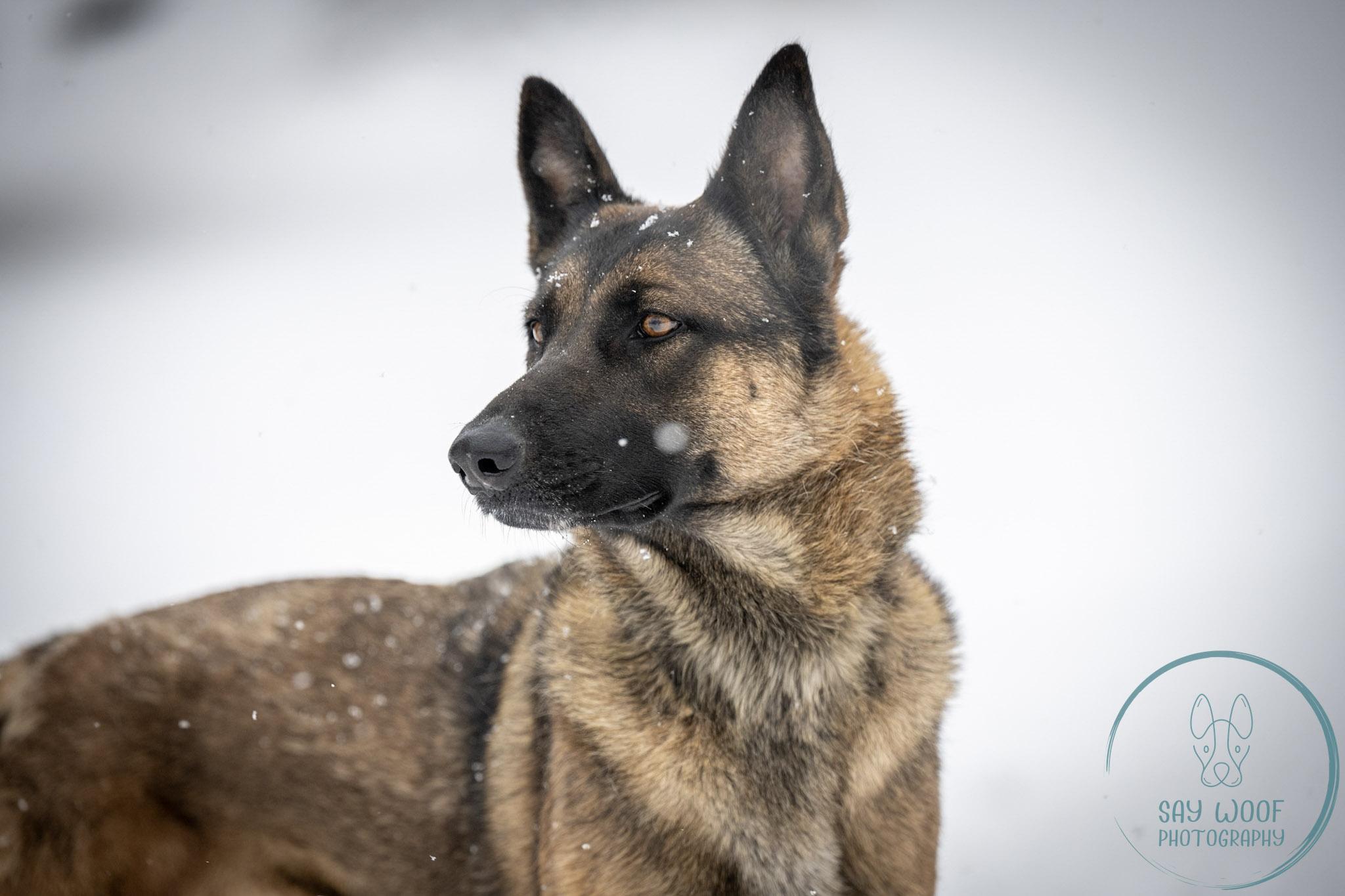 Strawberry, Adoptable, Young Female German Shepherd Dog.
