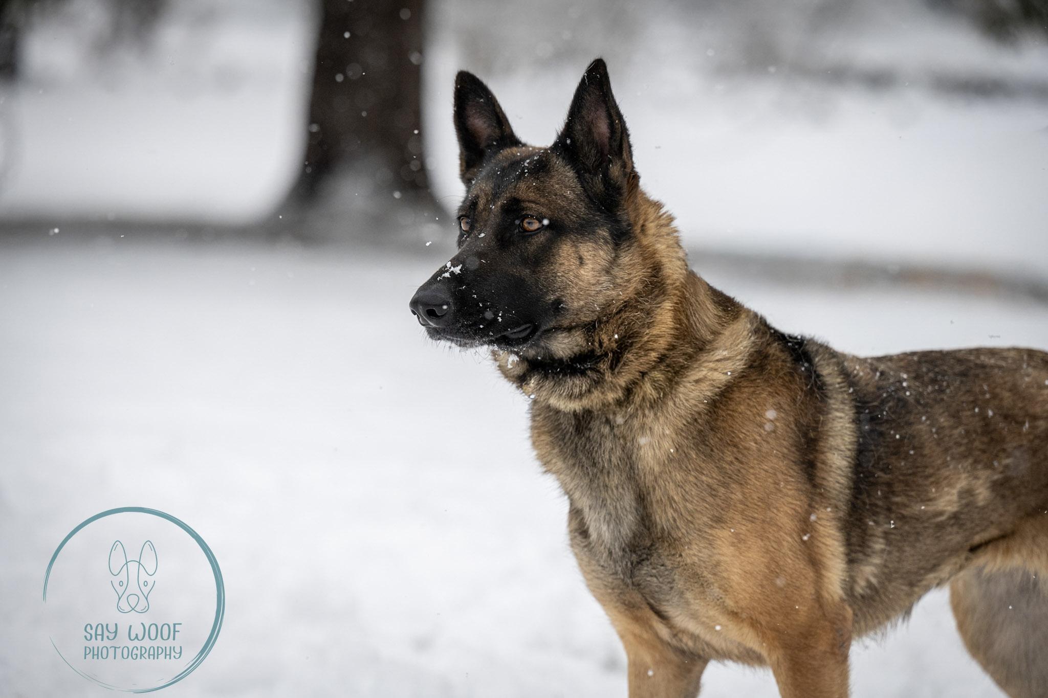Strawberry, a Adoptable German Shepherd Dog in Brookfield, CT image 6/6