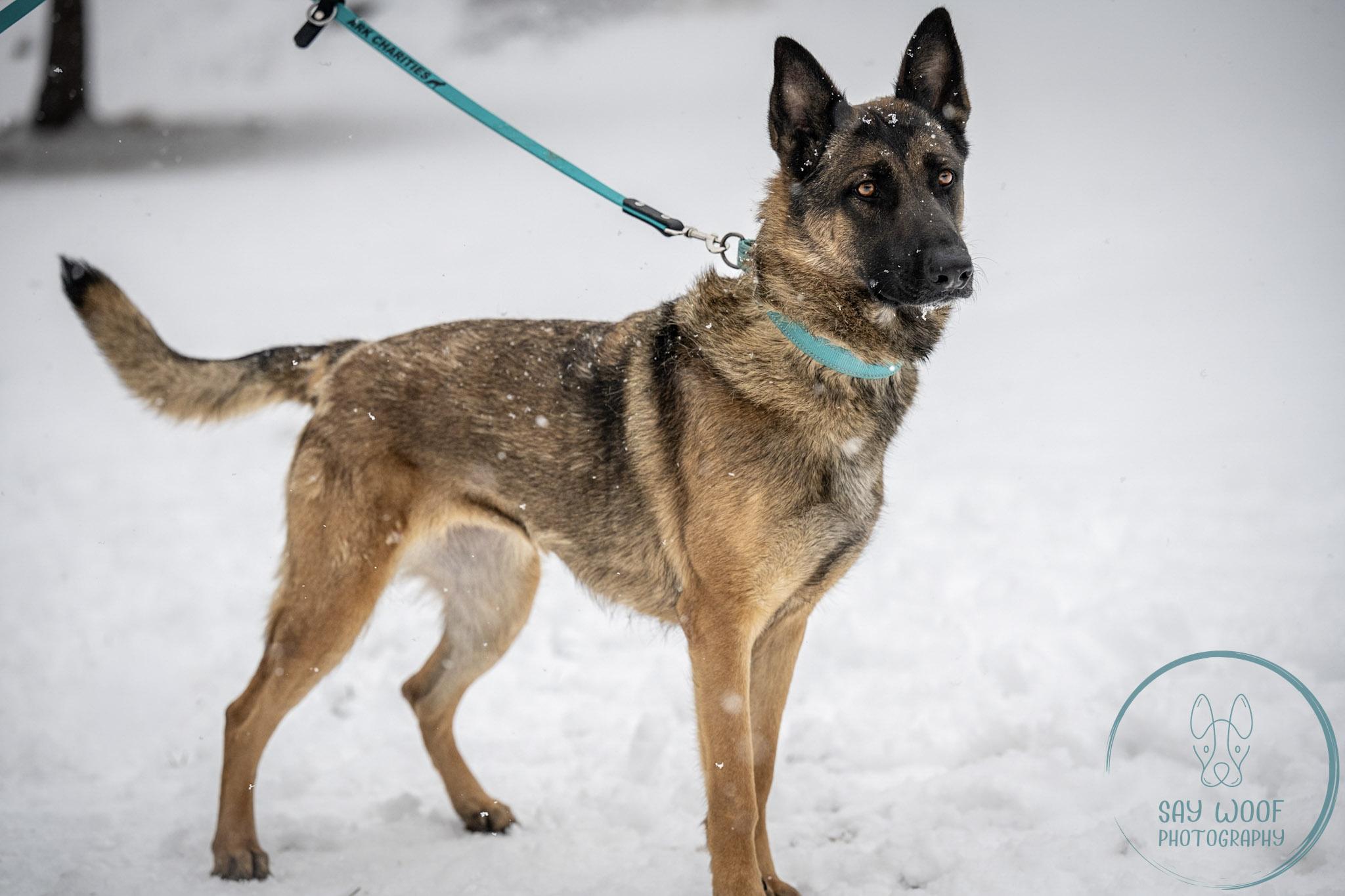Strawberry, a Adoptable German Shepherd Dog in Brookfield, CT image 4/6