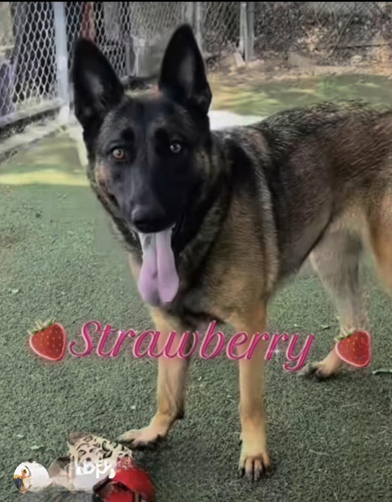 Strawberry, Adoptable, Young Female German Shepherd Dog.