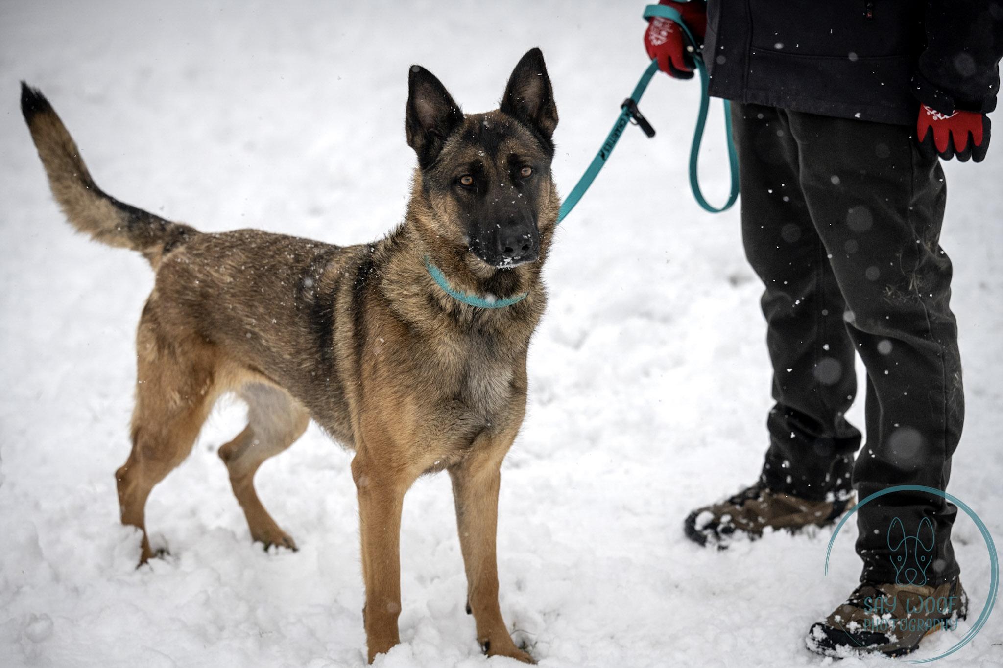 Strawberry, a Adoptable German Shepherd Dog in Brookfield, CT image 3/6