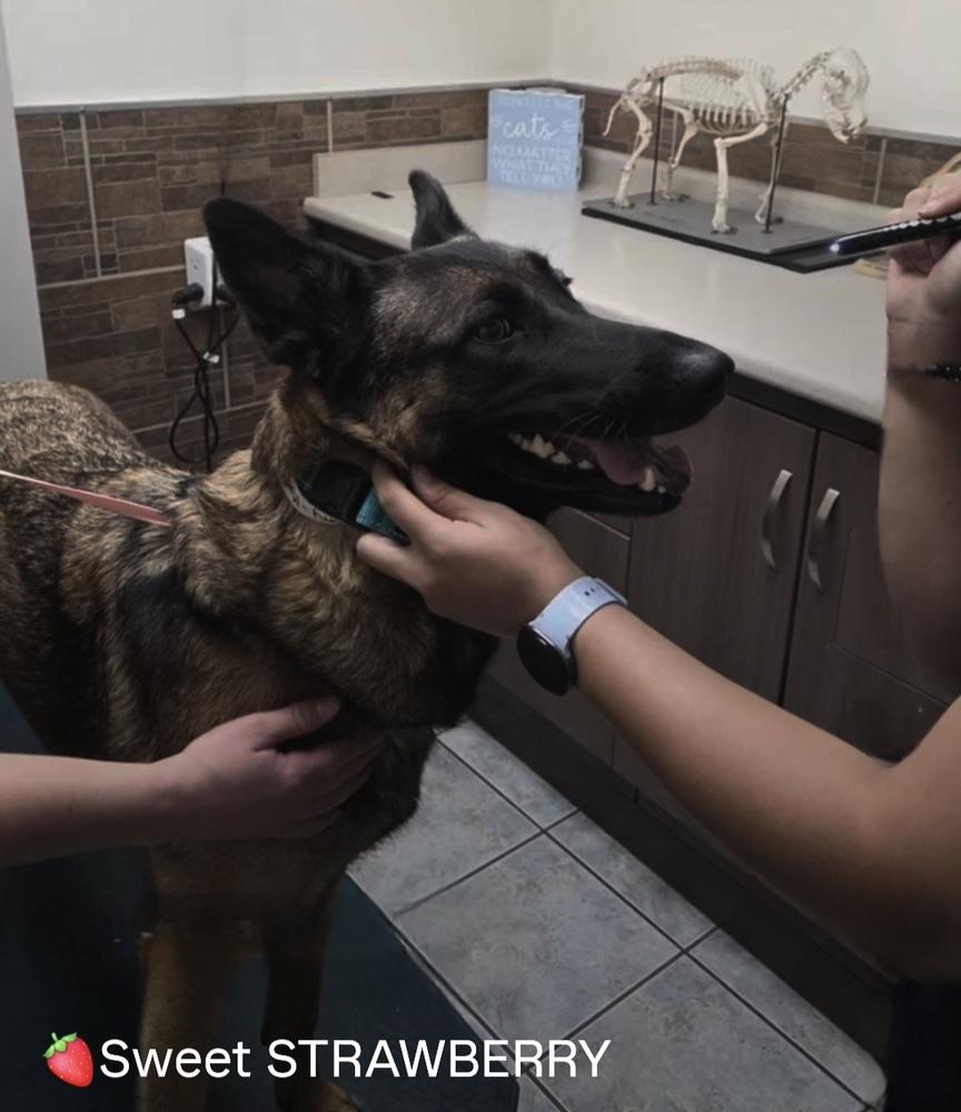 Enlarge Strawberry, a Adoptable German Shepherd Dog in Brookfield, CT image 2/4