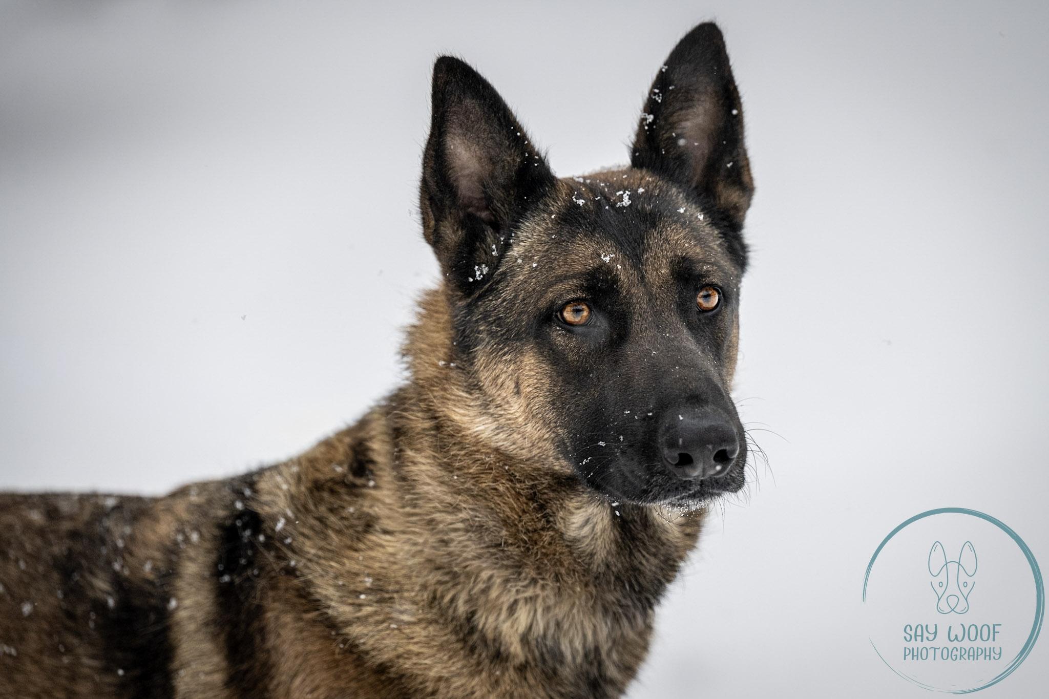 Strawberry, a Adoptable German Shepherd Dog in Brookfield, CT image 2/6